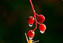 Ốc sên, độc vãng độc lai!