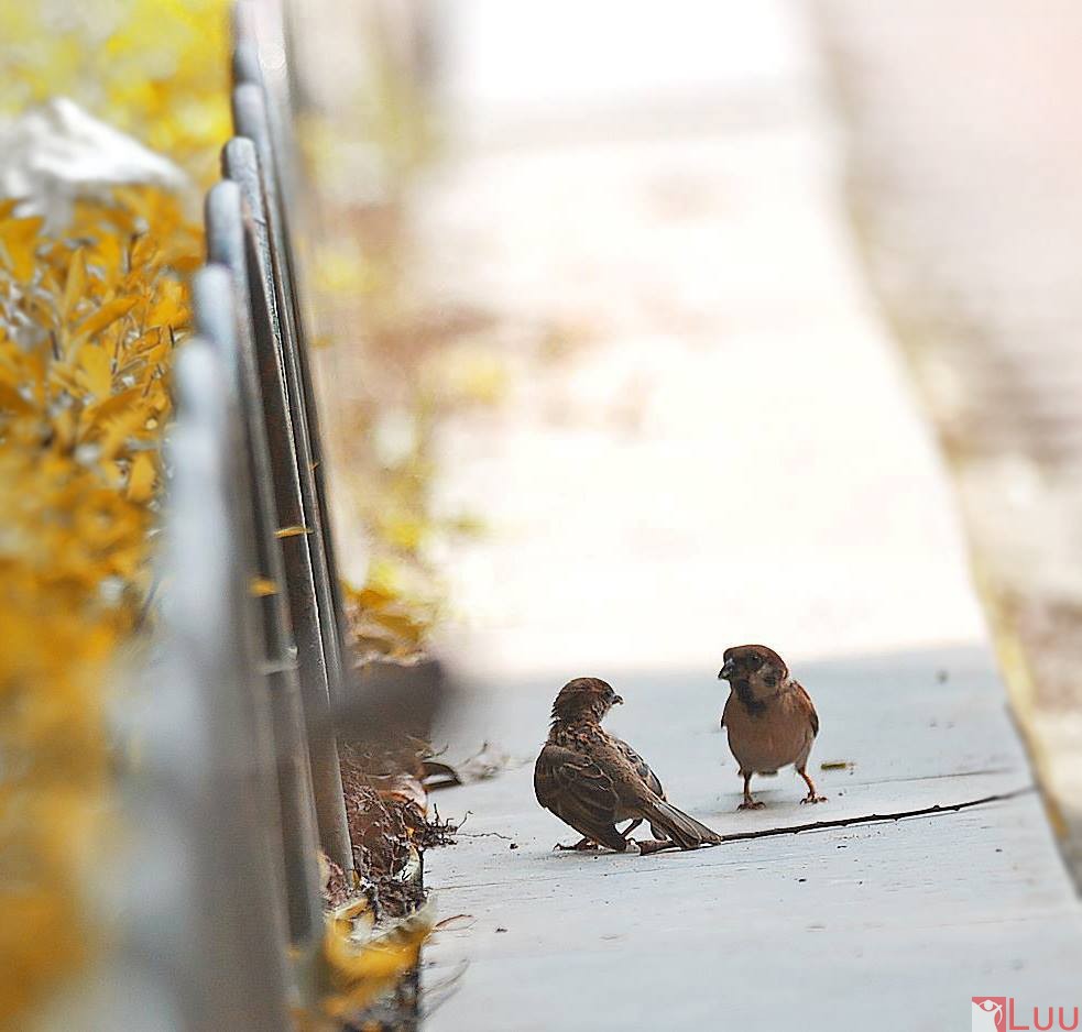 10863902_10153765347996982_4754231109216380482_o-0ed6e