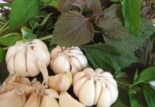 Tỏi – loại gia vị kéo dài sự trẻ trung