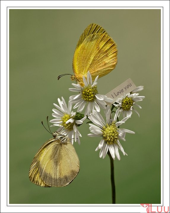 180758_197235723636121_6233735_n