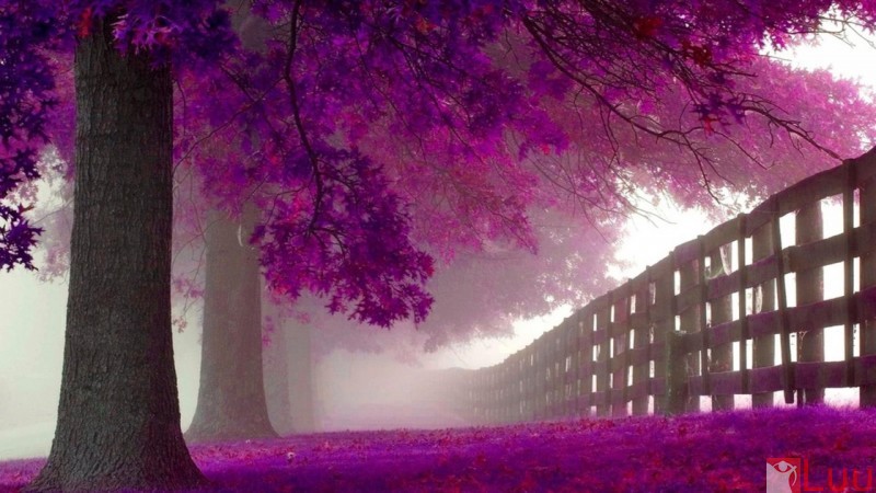 5962-purple-trees-800x600