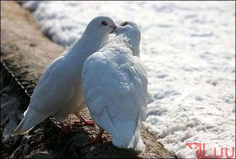 bird_love_p1_02_1225229555