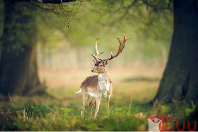 hinh-anh-dep-rung-12