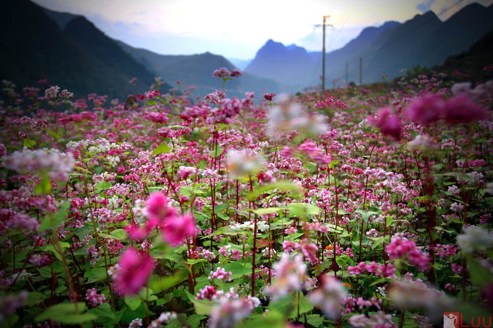 mua-hoa-tam-giac-mach-no-ro