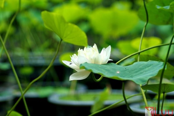 vi-cao-tang-va-mieng-thit-heo-1