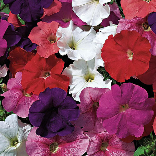 vuonhoadepnhutranhvecuamevietoaustralia